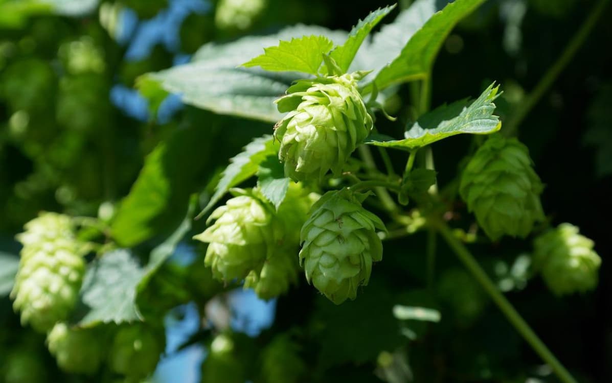 hop vines with hops on them