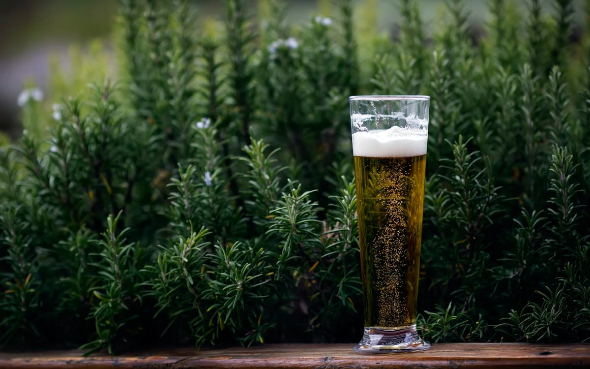 A pint glass of zero beer outdoors against the backdrop of green leaves